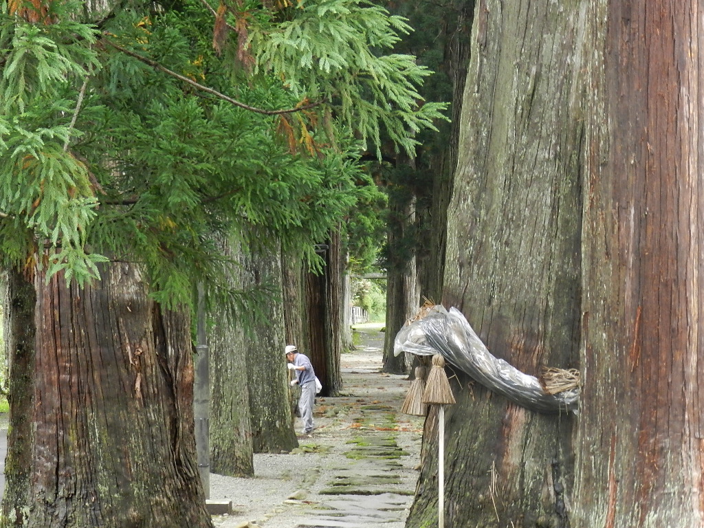 唐松神社杉並木